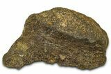 Dinosaur (Triceratops) Frill Shield Section - Montana #373877-1